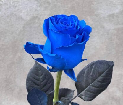 Blue Rose Bouquet – Luxury Blue Roses Delivery New York