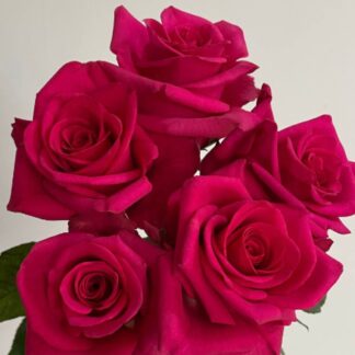 Rose Hot Explorer – Luxury Red Rose in New York