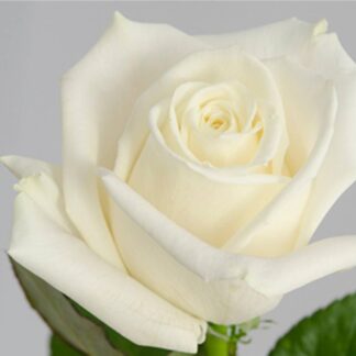 White rose Mondial