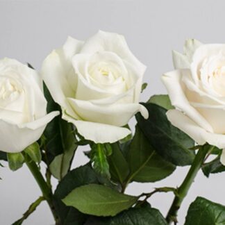 White rose  Playa Blanca