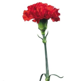 Red Carnation
