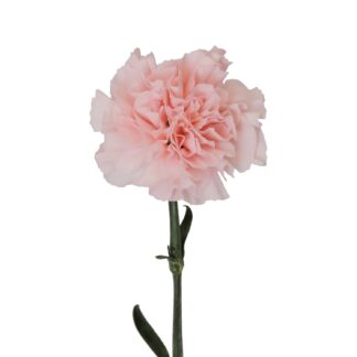 Pink Carnation