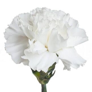 White Carnation