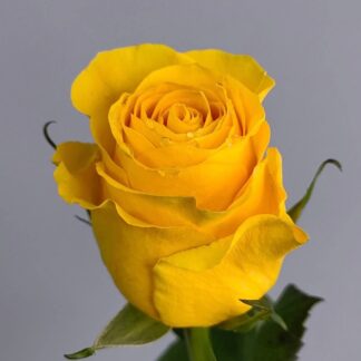 Yellow rose