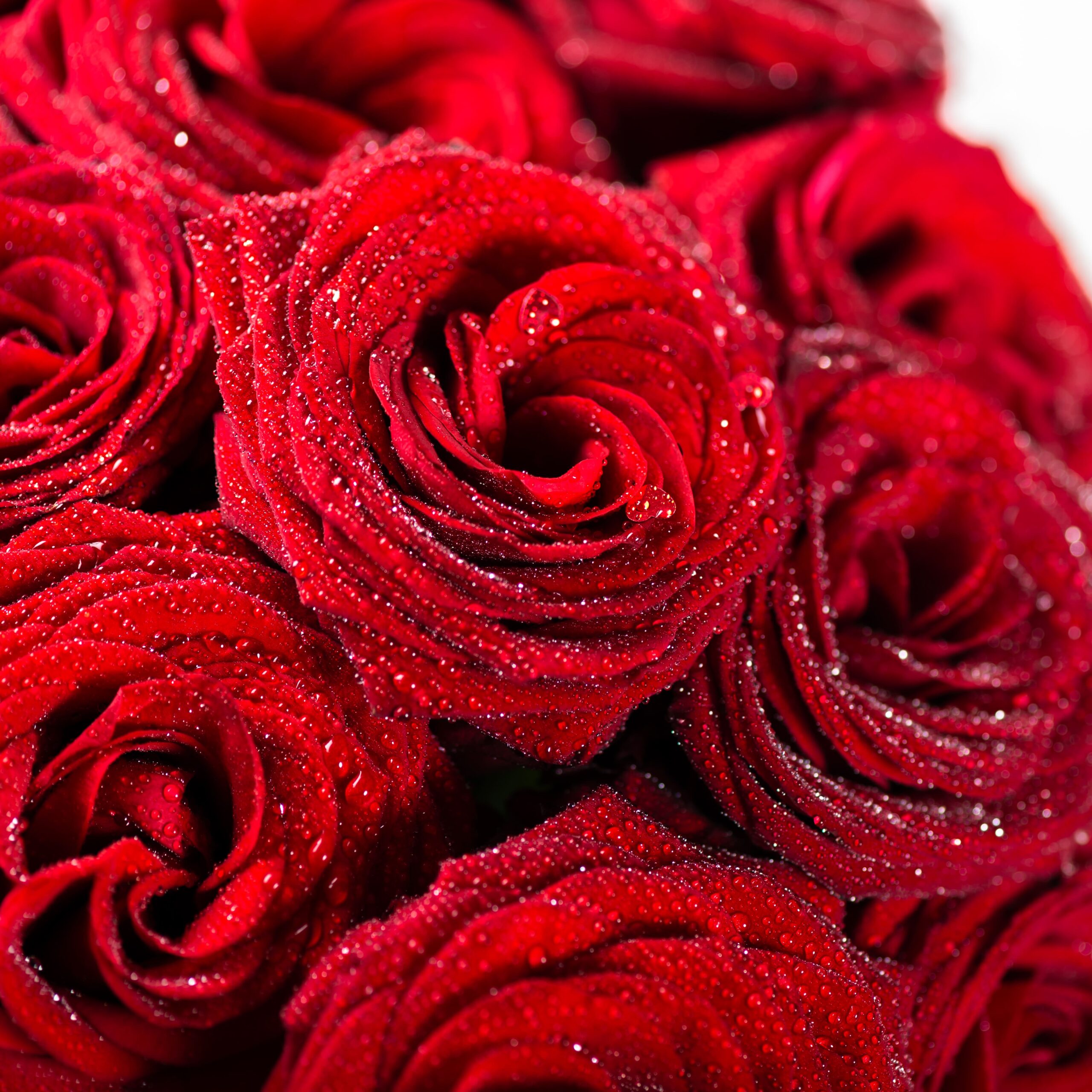 Luxury Rose Bouquets