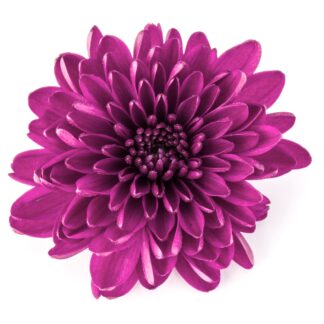 Fresh Flower