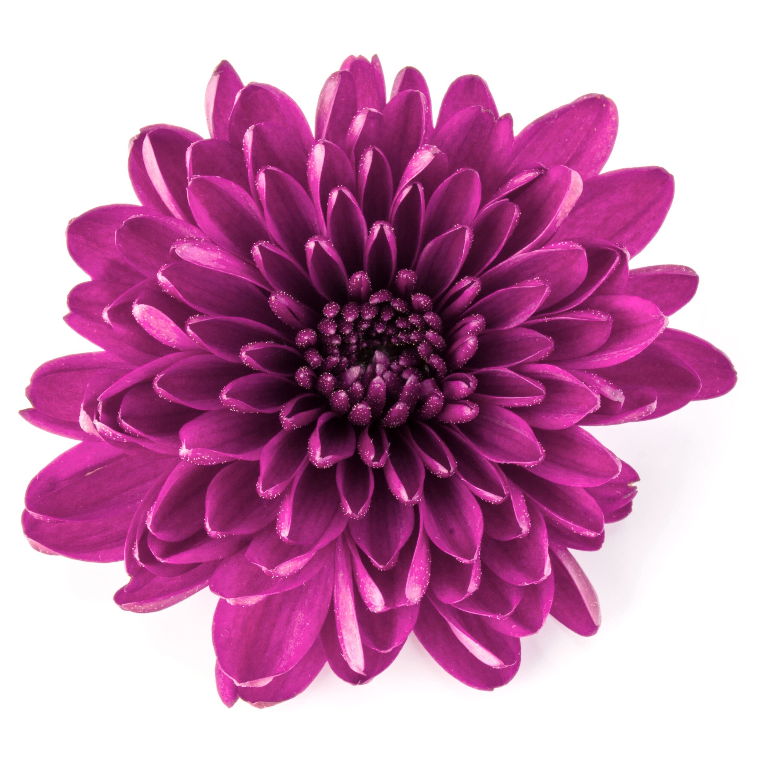 Fresh Flower